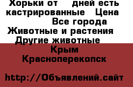   Хорьки от 35 дней есть кастрированные › Цена ­ 2 000 - Все города Животные и растения » Другие животные   . Крым,Красноперекопск